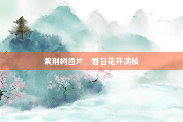 紫荆树图片，春日花开满枝